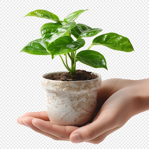 Hands holding plant side view on isolated transparent background