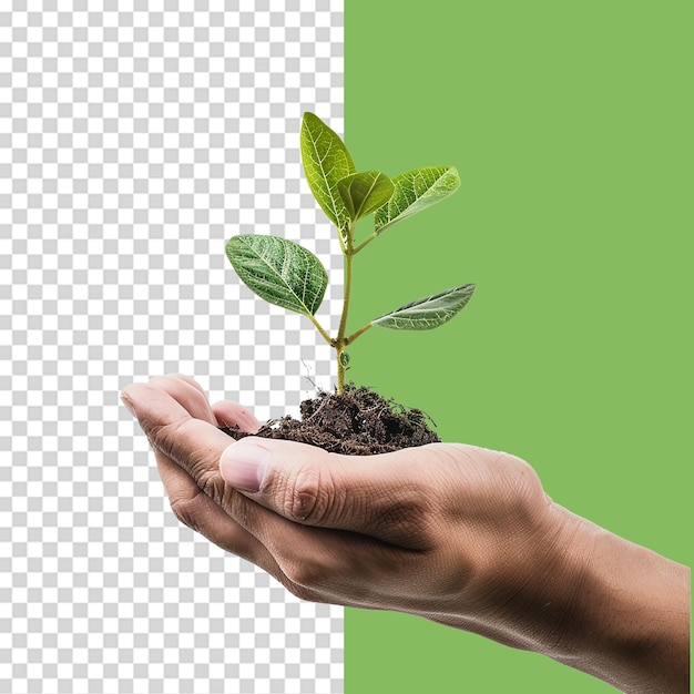 Hands holding young green plant png isolated on transparent background