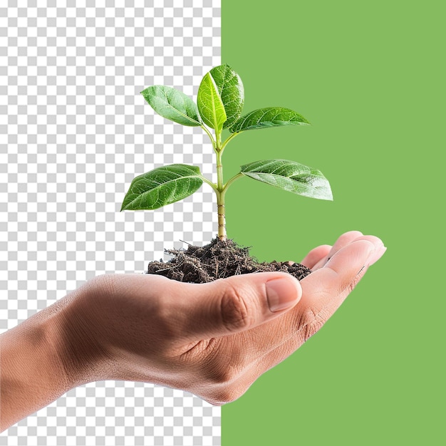 PSD hands holding young green plant png isolated on transparent background