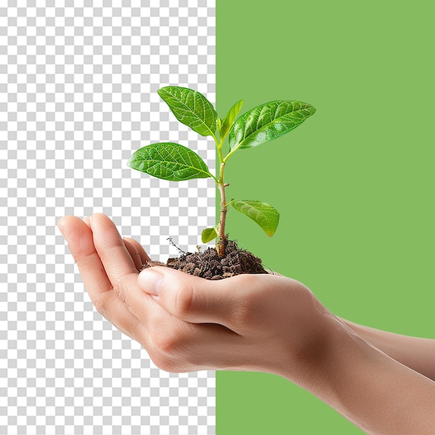 PSD hands holding young green plant png isolated on transparent background