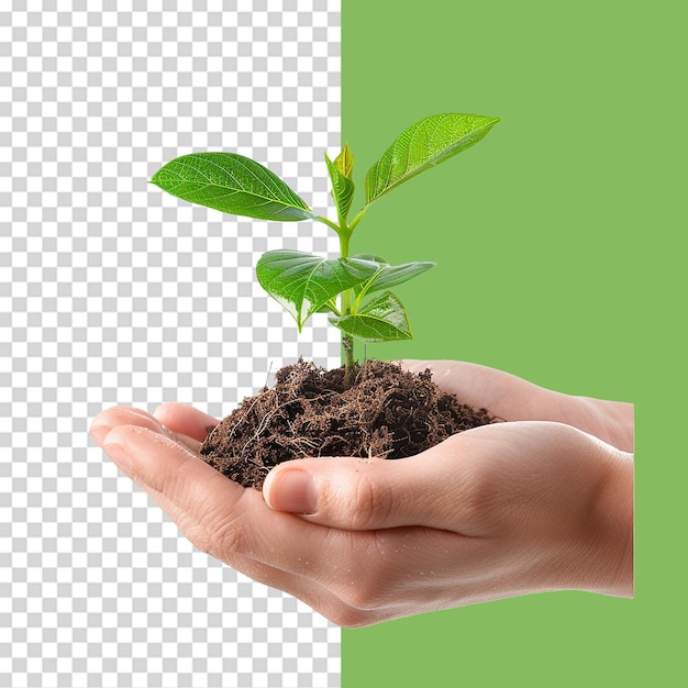 Hands holding young green plant png isolated on transparent background