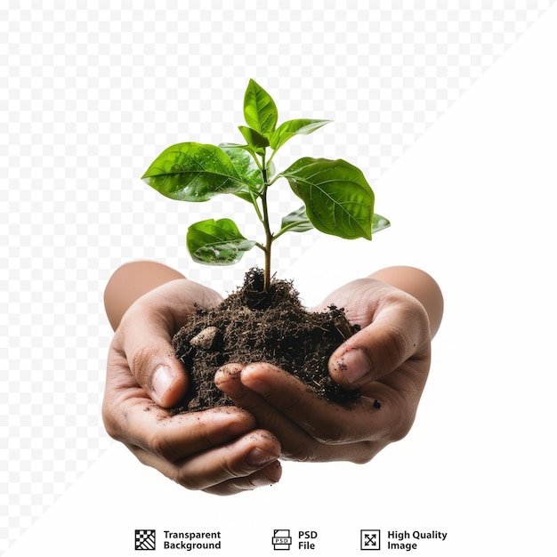 Hands protecting plant