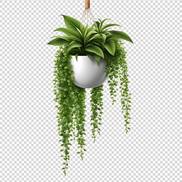 Hanging plant isolated on transparent background