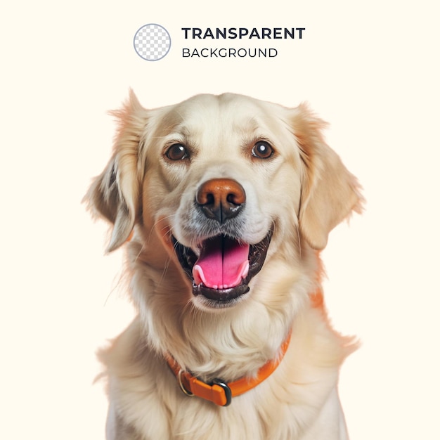 PSD happy dog face isolated on transparent background