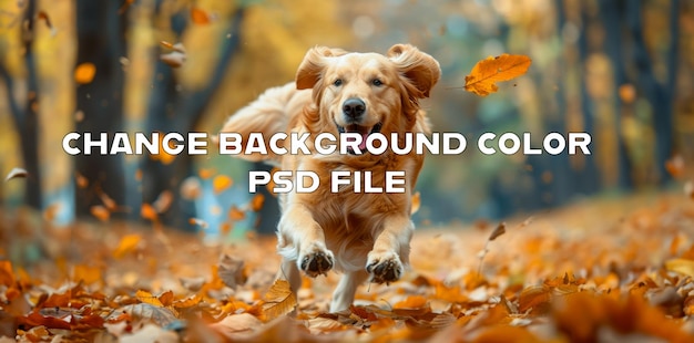 PSD happy golden retriever playing in autumn leaves