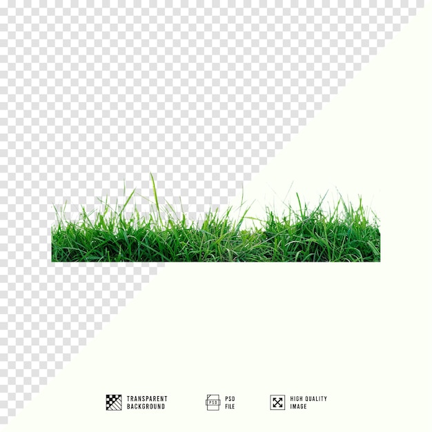 HD quality grass images with transparent background