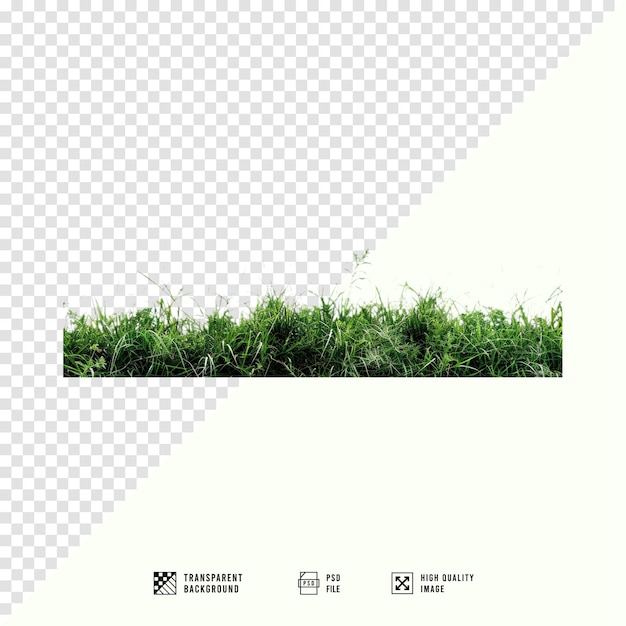 HD quality grass images with transparent background