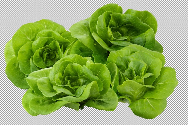 Head of butterhead lettuce isolated on a transparent background