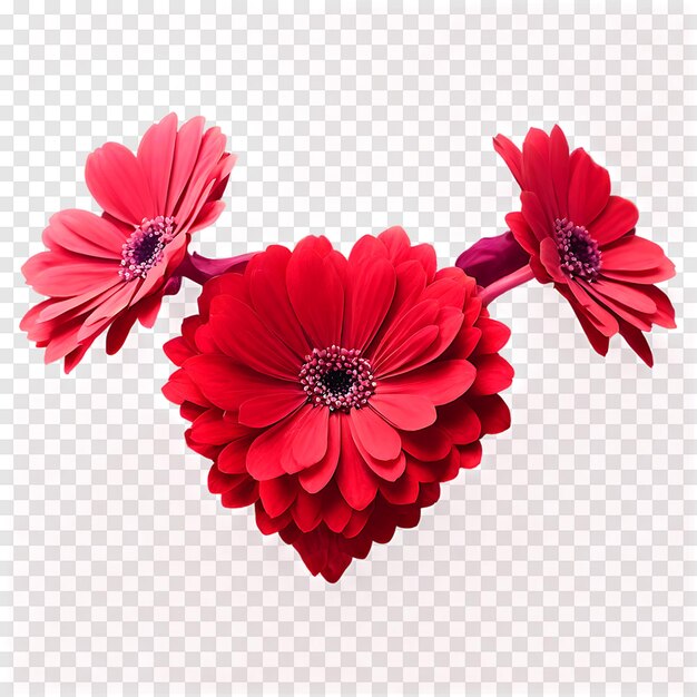 Heart shape Cineraria flower isolated on a transparent background