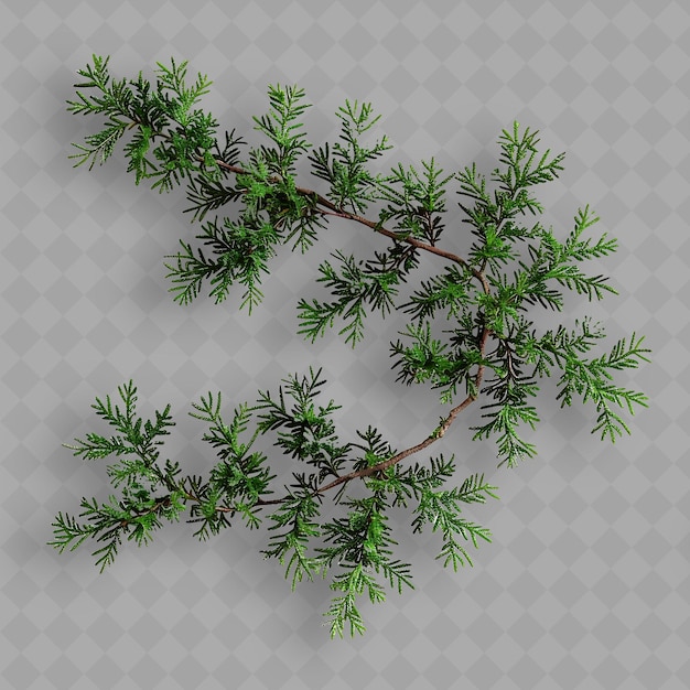 PSD hemlock branches with thick straight main branch and dense n isolated top object of tropical plant