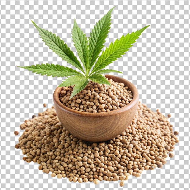 PSD hemp seeds with cannabis plant on transparent background