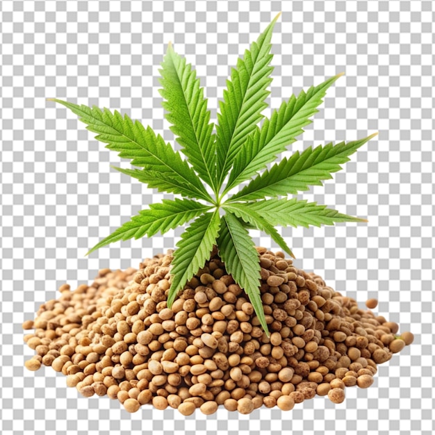 PSD hemp seeds with cannabis plant on transparent background