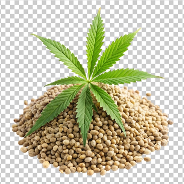 PSD hemp seeds with cannabis plant on transparent background