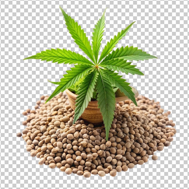 PSD hemp seeds with cannabis plant on transparent background