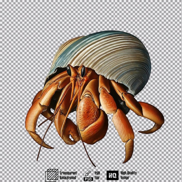 hermit crab on transparent background highly detailed 1