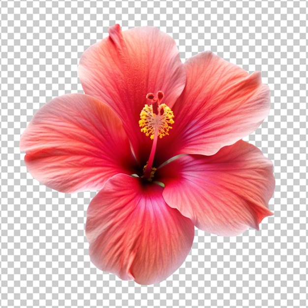 PSD hibiscus flower