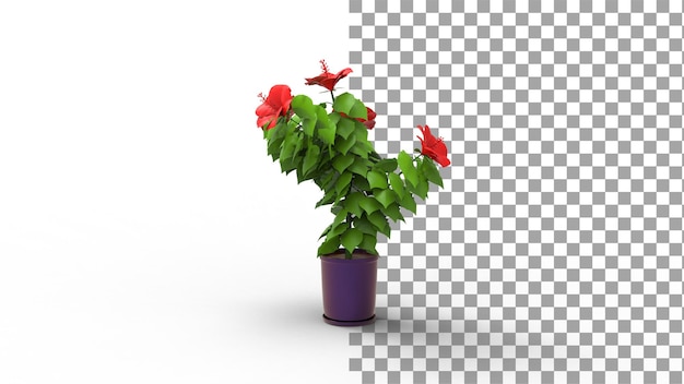 Hibiscus tree with pot with shadow 3d render