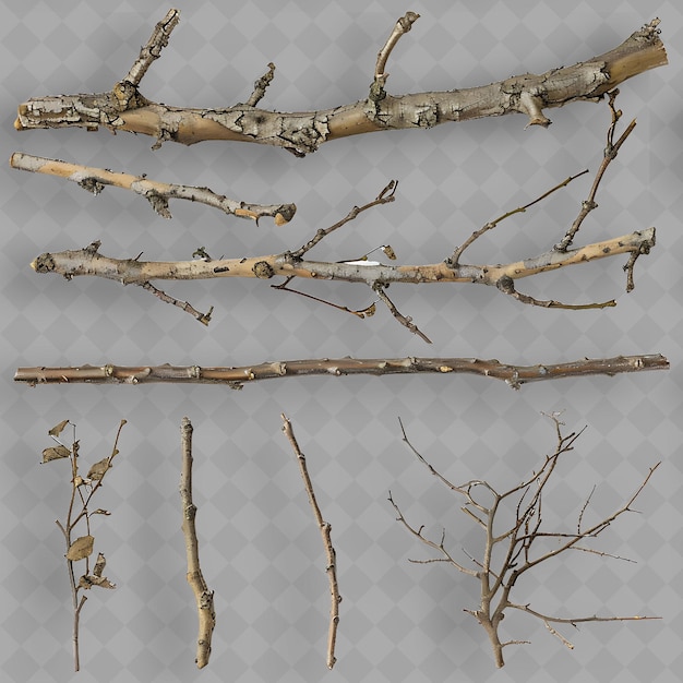 PSD hickory branches with shaggy peeling bark and compound leave isolated top object of tropical plant