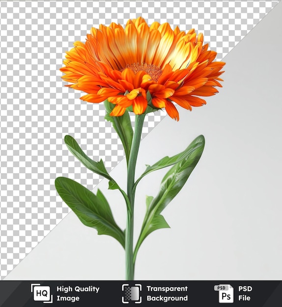 high quality transparent psd calendula png clipart featuring a vibrant orange flower with yellow and orange petals surrounded by lush green leaves