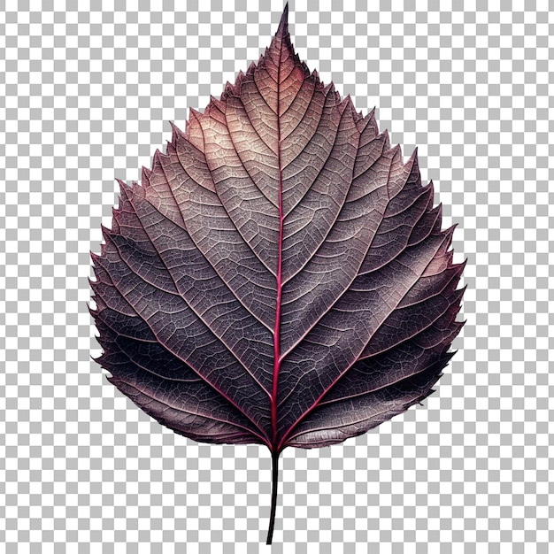 PSD highquality leaf image on transparent background