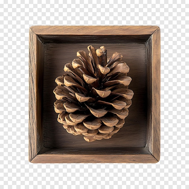 PSD highresolution brown pine cone isolated on a transparent background for professional use