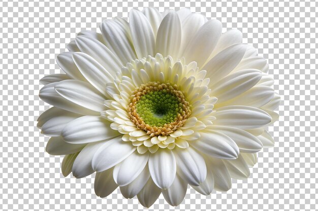 PSD highresolution white gerbera daisy flower isolated transparent