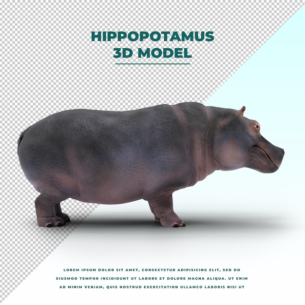 PSD hippopotamus isolated