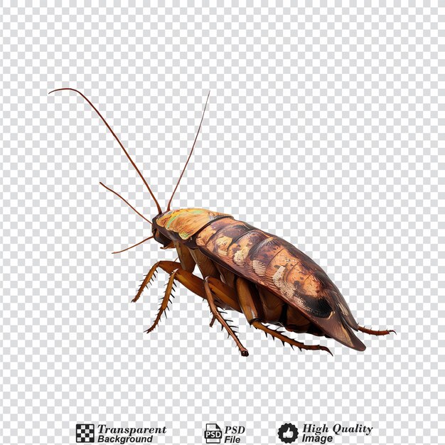 PSD hissing cockroach isolated on transparent background