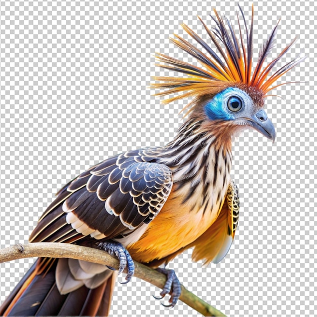 PSD hoatzin transparent background