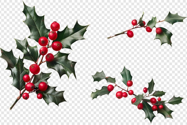 PSD holly and berries isolated on transparent background