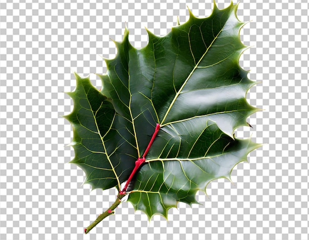 holly berry leaves christmas decoration isolated on white background