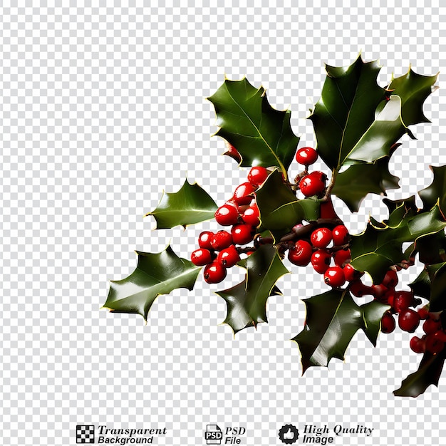 holly tree with berries isolated on transparent backgroundpng