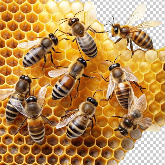 PSD honey bees on transparent background