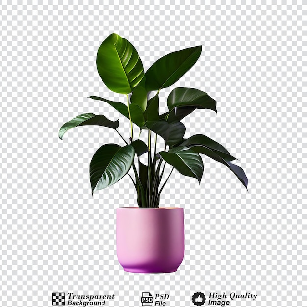 house plant isolated on transparent backgroundpng