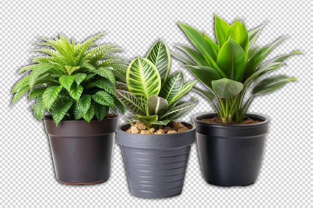 PSD house plants in black pot png