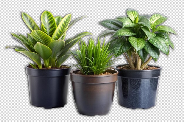 PSD house plants in black pot png