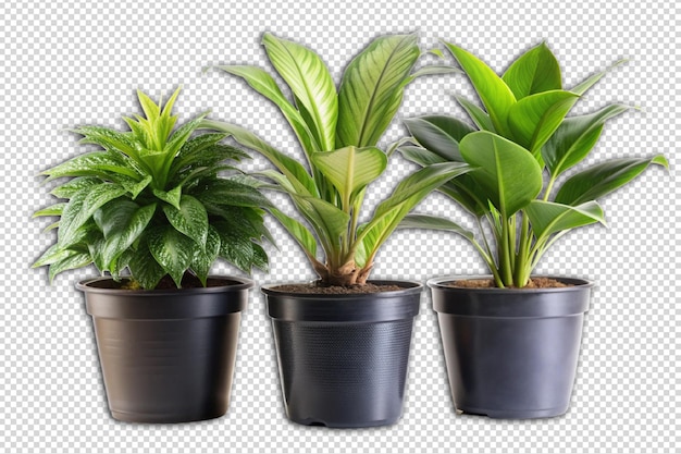 PSD house plants in black pot png