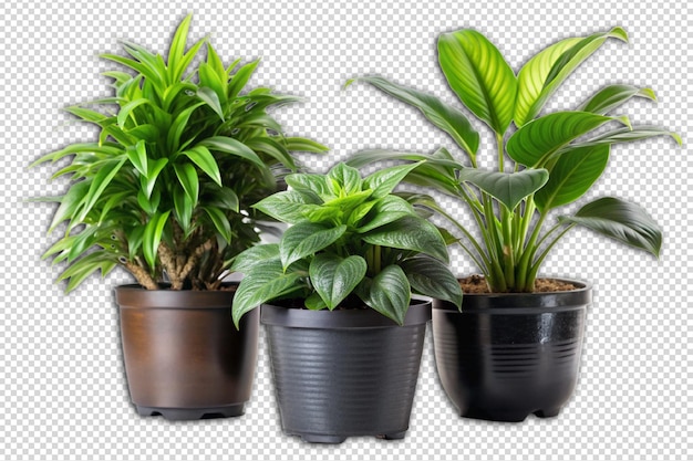 PSD house plants in black pot png