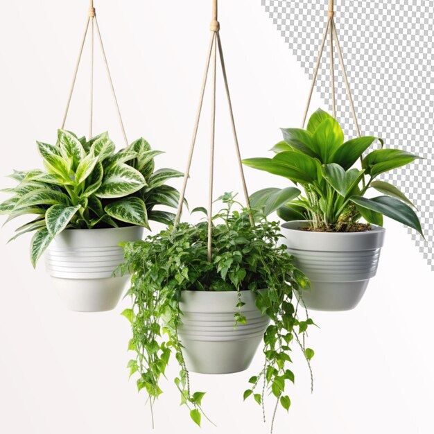 PSD house plants in hanging pots on transparent background