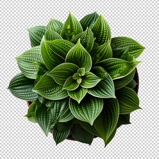 Houseplant in pot Top view Cutout