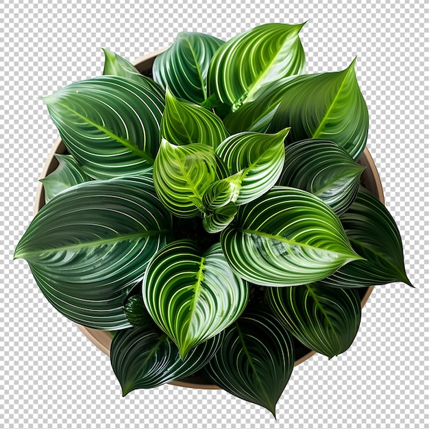 Houseplant in pot Top view Cutout