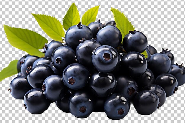 PSD huckleberry high quality realistic image