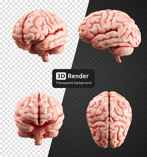 Human brain 3d render isolated