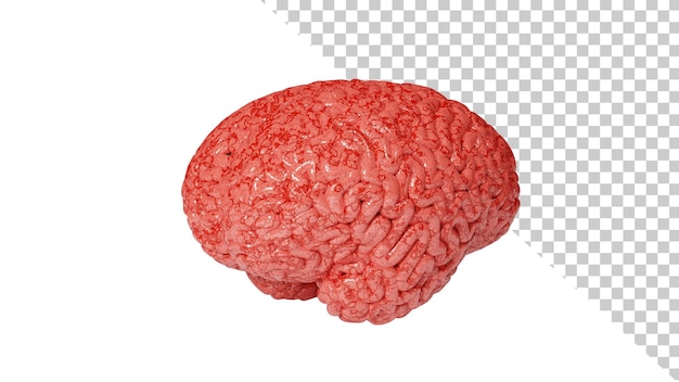 Human brain isolated on a white background Human brain with blood vessels 3d render