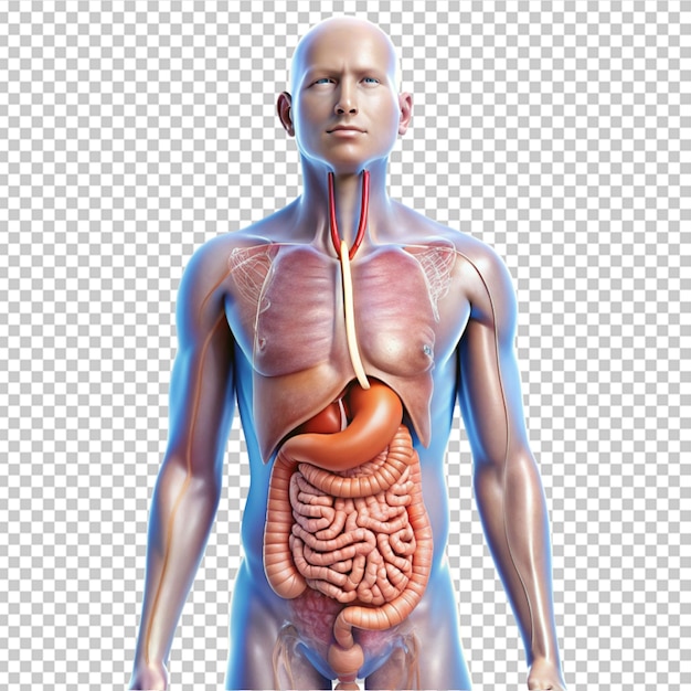 human digestive system