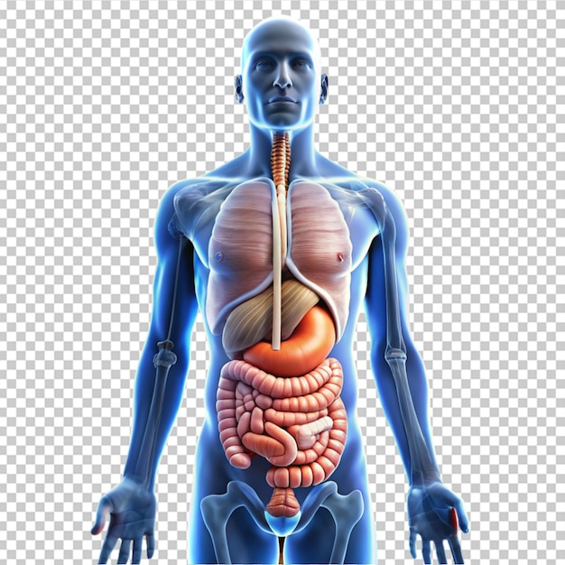 human digestive system