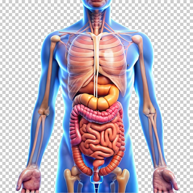 human digestive system