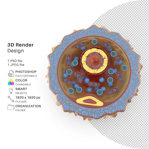 Human Egg Cell 3D Modeling PSD File Realistic Human Egg Cell