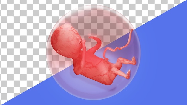 PSD human embryo at 5 months in the womb 20 weeks pregnant 3d rendering