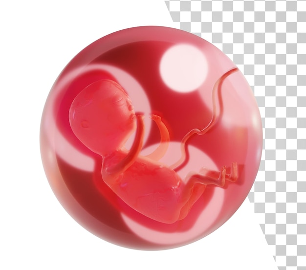 Human embryo isolated Embryo in a glass ball Concept of pregnancy 3d render medical illustration